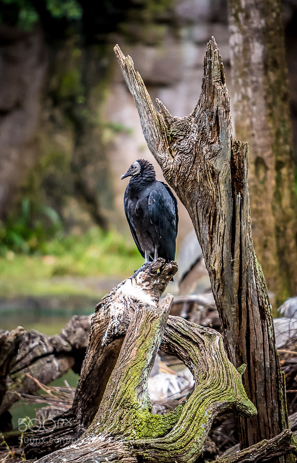 Nikon D5500 sample photo. Bird photography