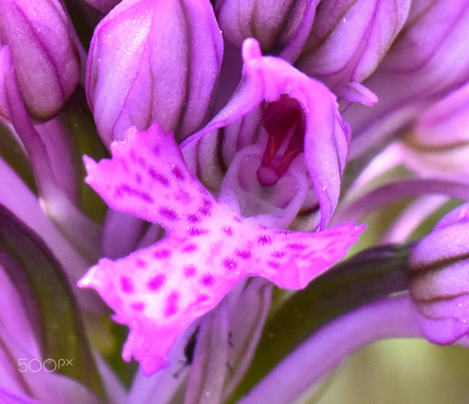 Nikon AF-S Micro-Nikkor 105mm F2.8G IF-ED VR sample photo