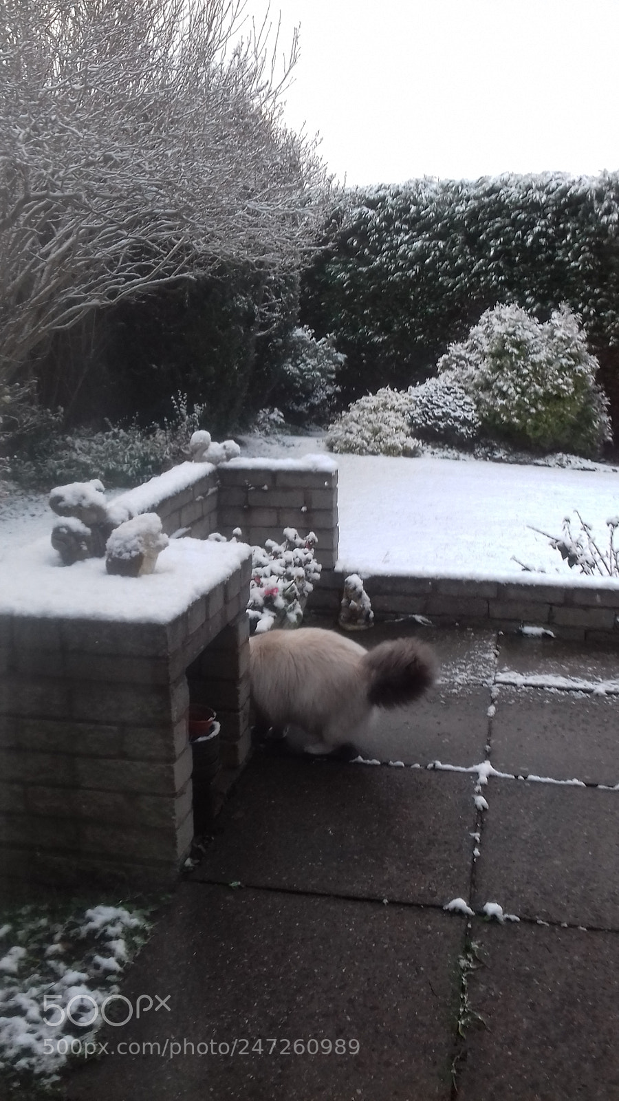 Samsung Galaxy J3(2016) sample photo. Cat in the snow photography