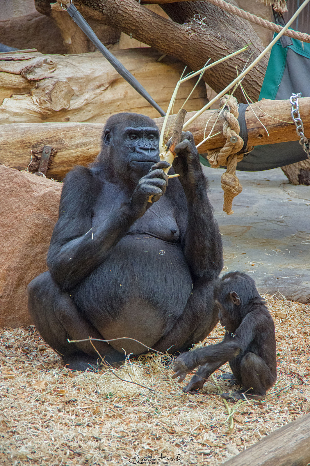 Pentax K-70 sample photo. Mom with little gorilla photography
