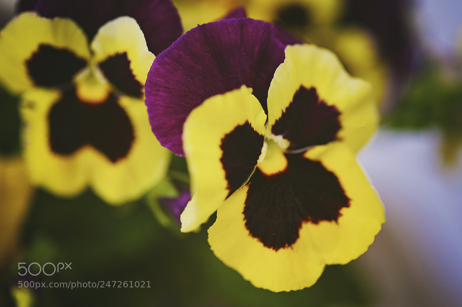Nikon Df sample photo. Untitled photography