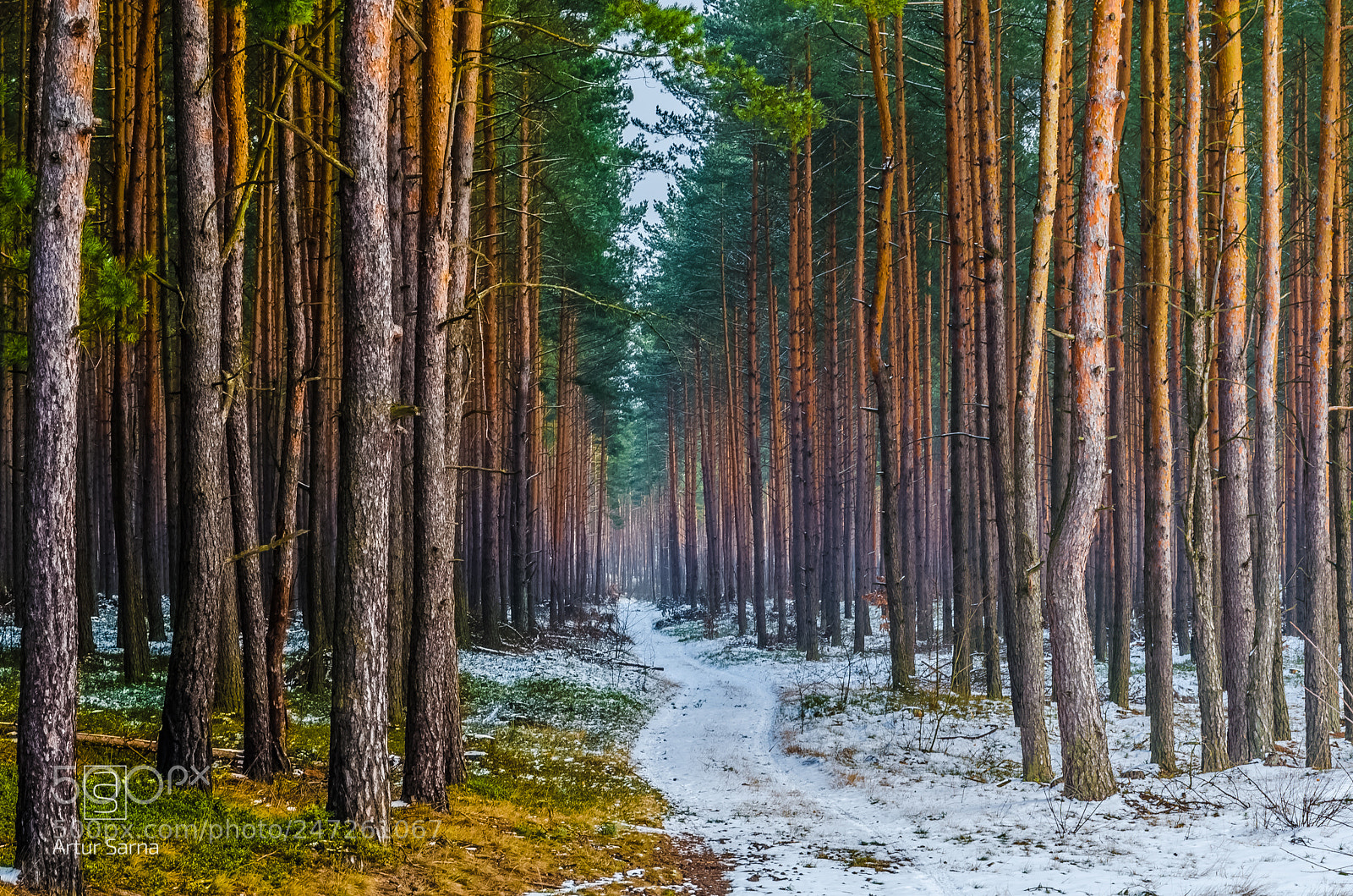 Nikon D5100 sample photo. Through the forest. photography