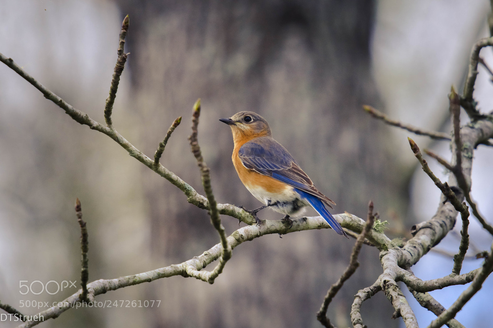 Nikon D7200 sample photo. Blue bird photography