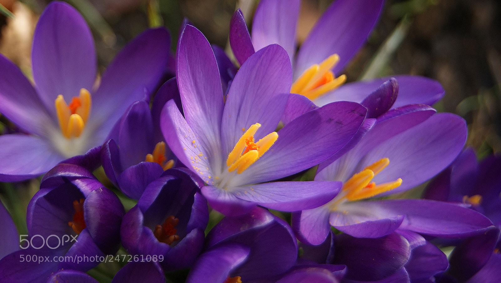 Sony Alpha DSLR-A380 sample photo. Spring beauty 2018 ...(2) photography