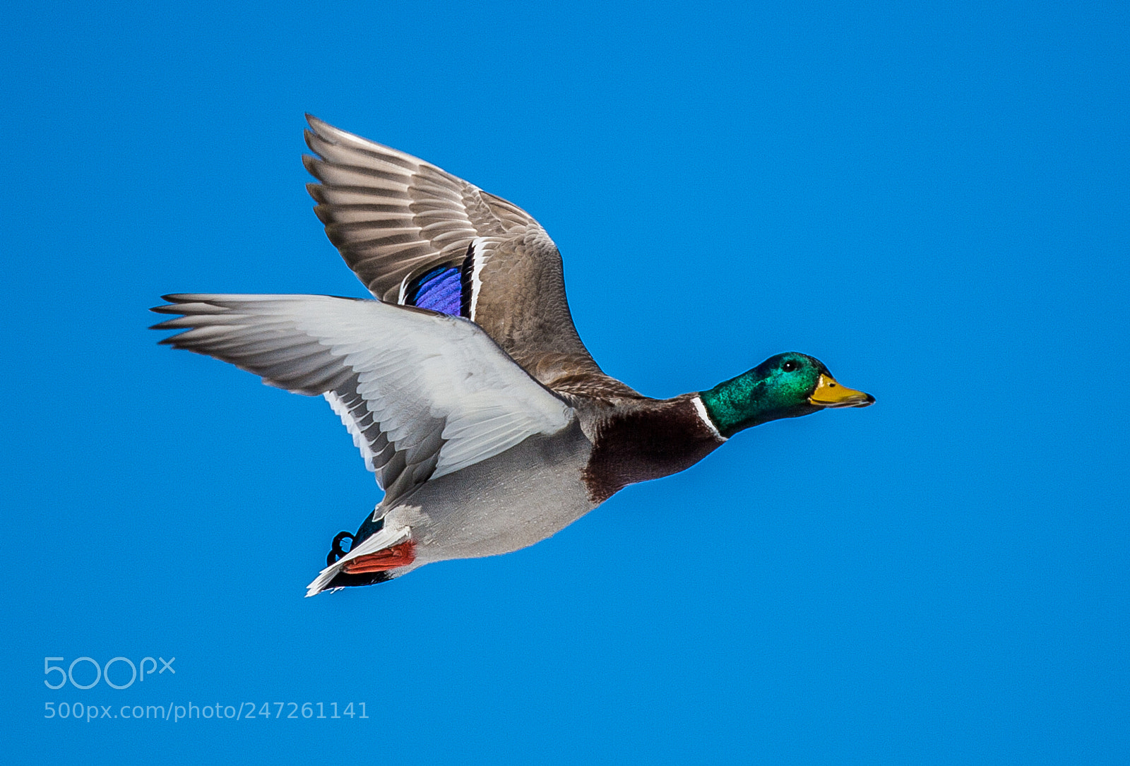 Canon EOS-1Ds Mark II sample photo. Mallard keeping an eye photography