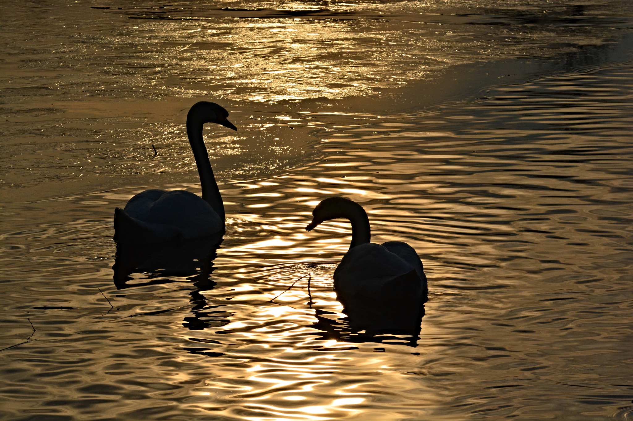 Nikon D7100 sample photo. Večer u rybníka photography