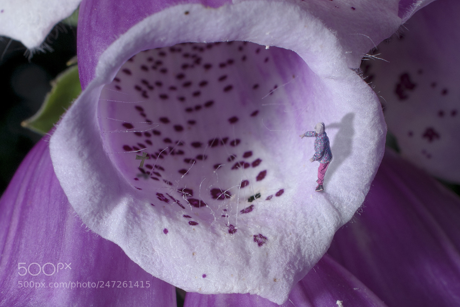 Nikon D5000 sample photo. Inside the flower photography