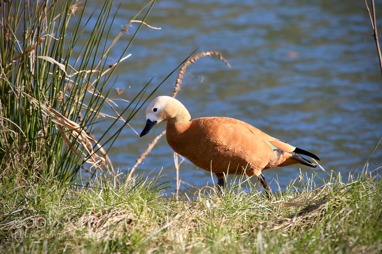 Canon EOS 7D Mark II sample photo. Ruddy shelduck/rostgans photography