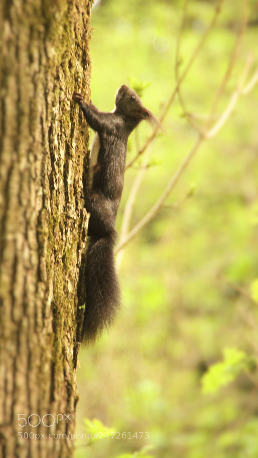 Canon EOS 7D sample photo. Squirrel - fast up! () photography