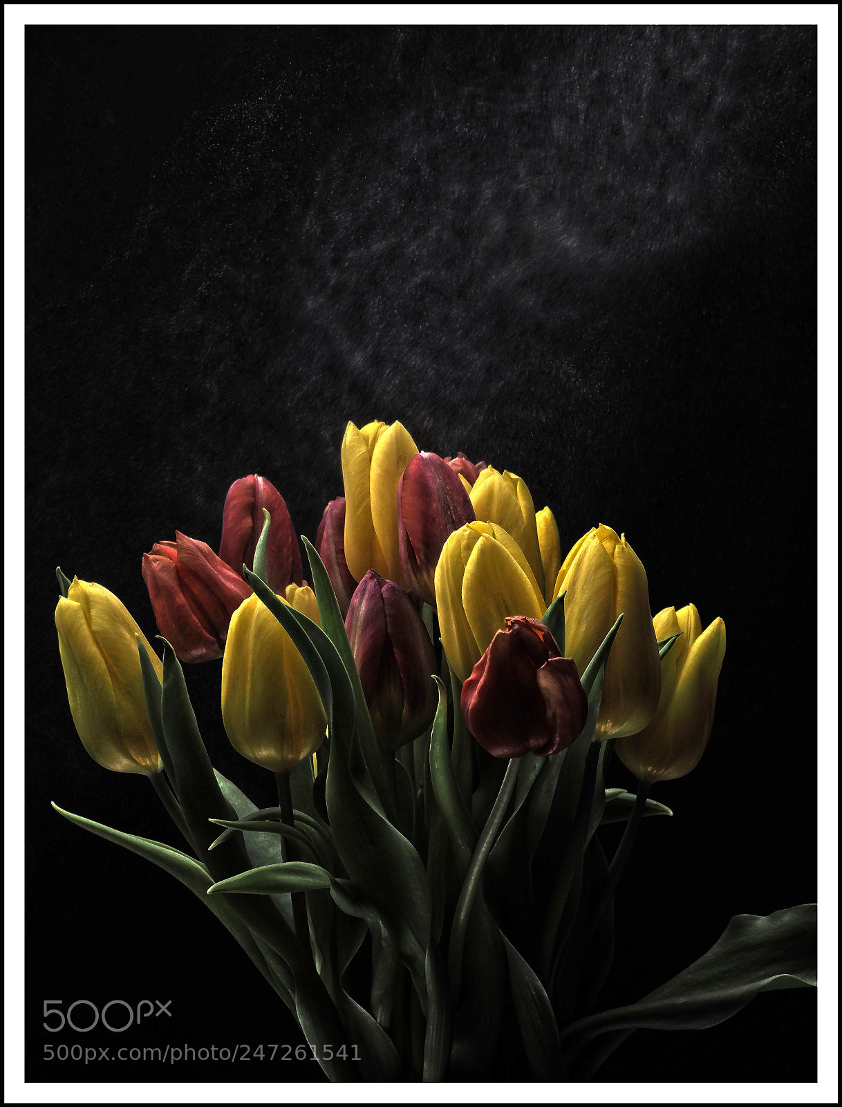 Olympus OM-D E-M1 Mark II sample photo. Tulpen giessen photography