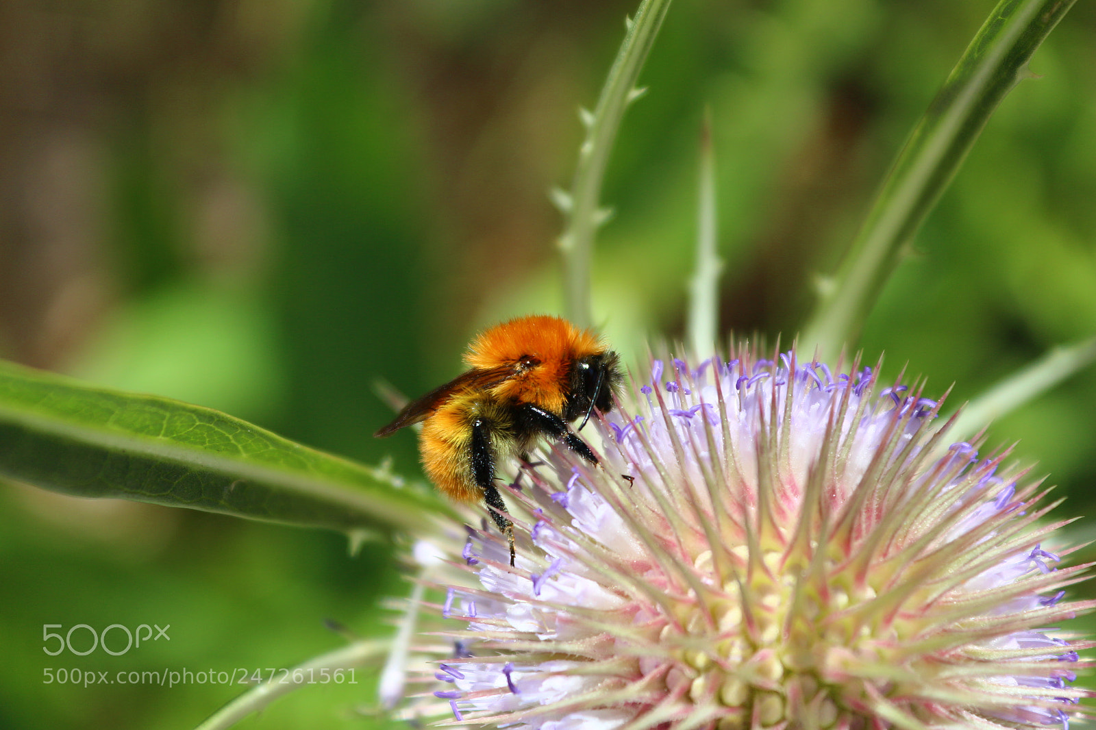 Canon EOS 650D (EOS Rebel T4i / EOS Kiss X6i) sample photo. Abeja photography