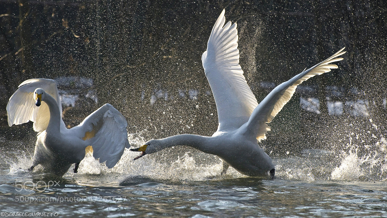 Nikon D300 sample photo. Cigni - swan photography