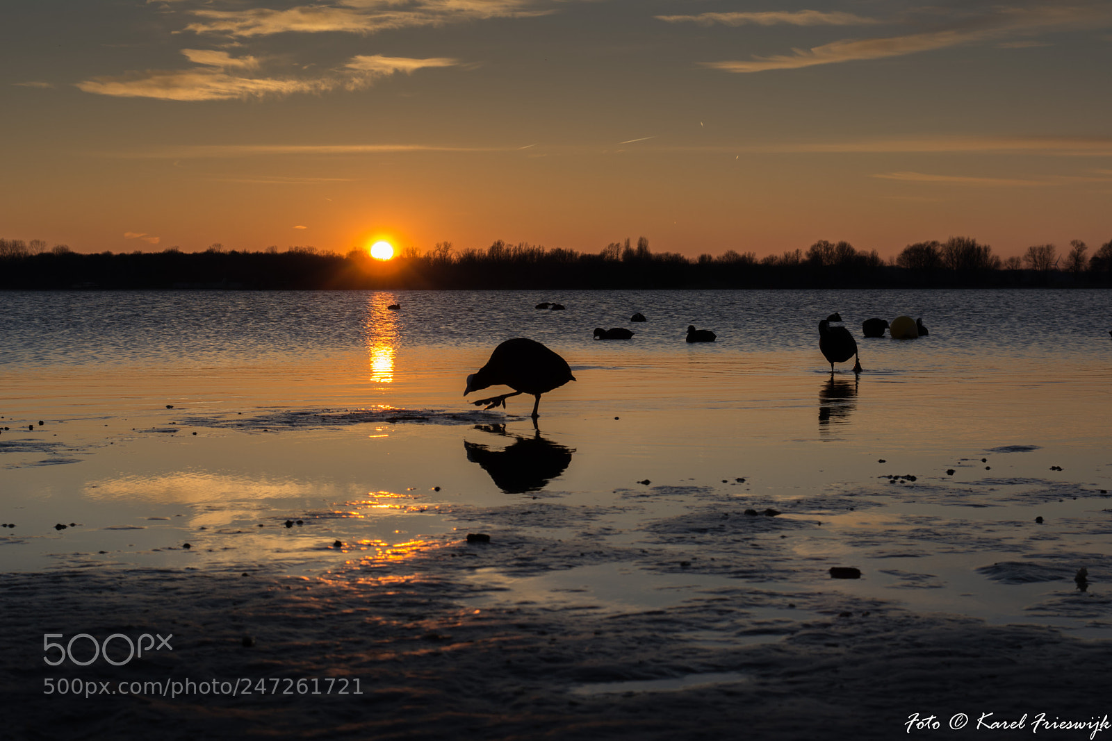 Nikon D5200 sample photo. Moorhen in the sunset photography