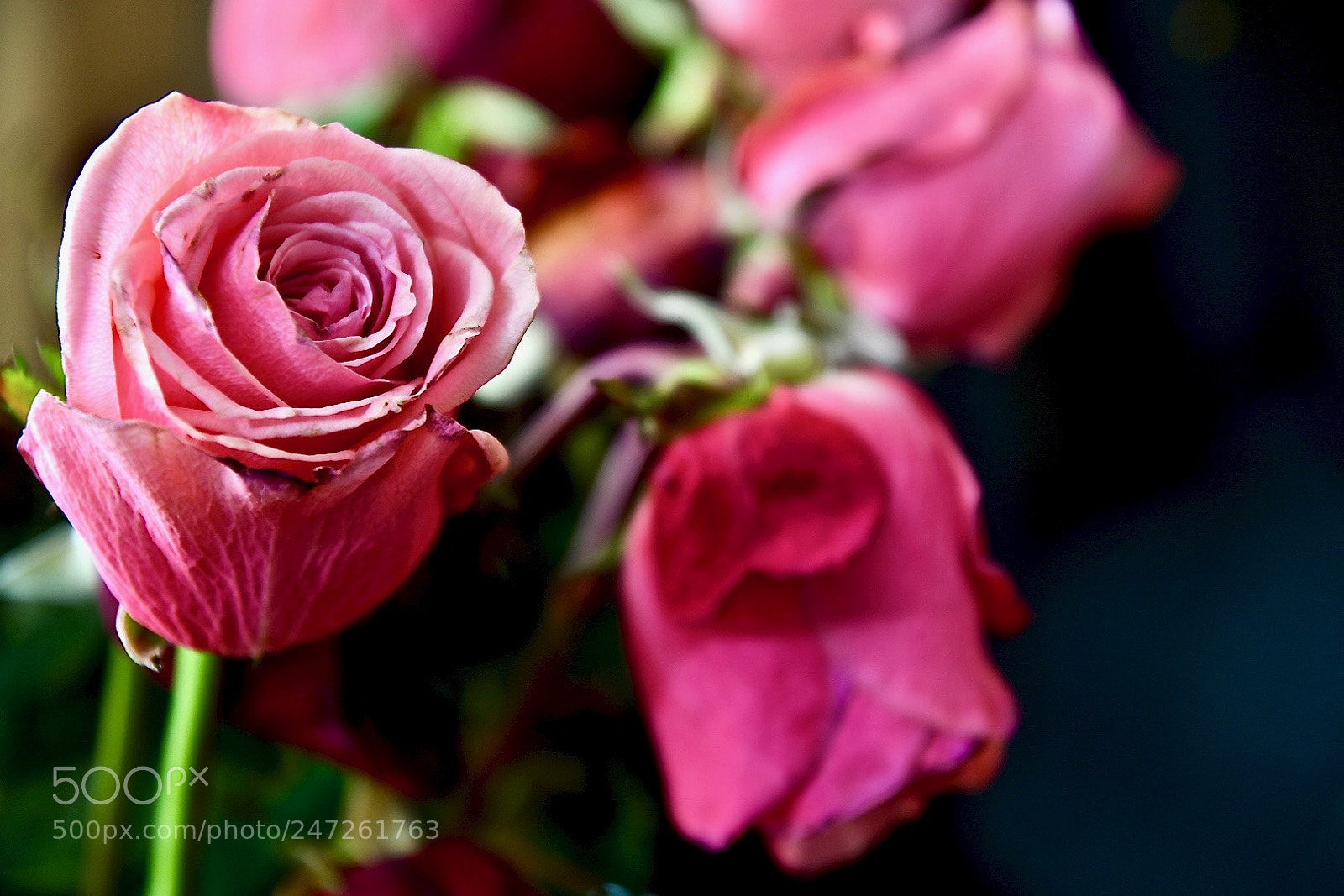 Nikon D7500 sample photo. Pink 3 photography