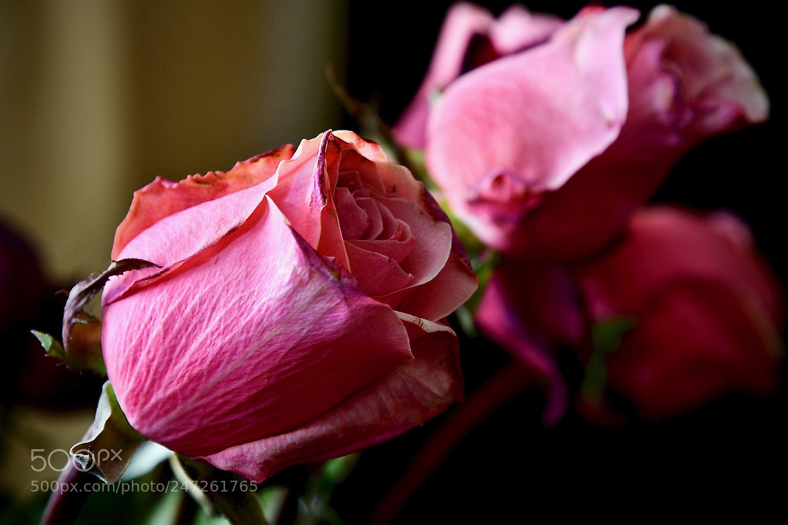 Nikon D7500 sample photo. Pink 2 photography