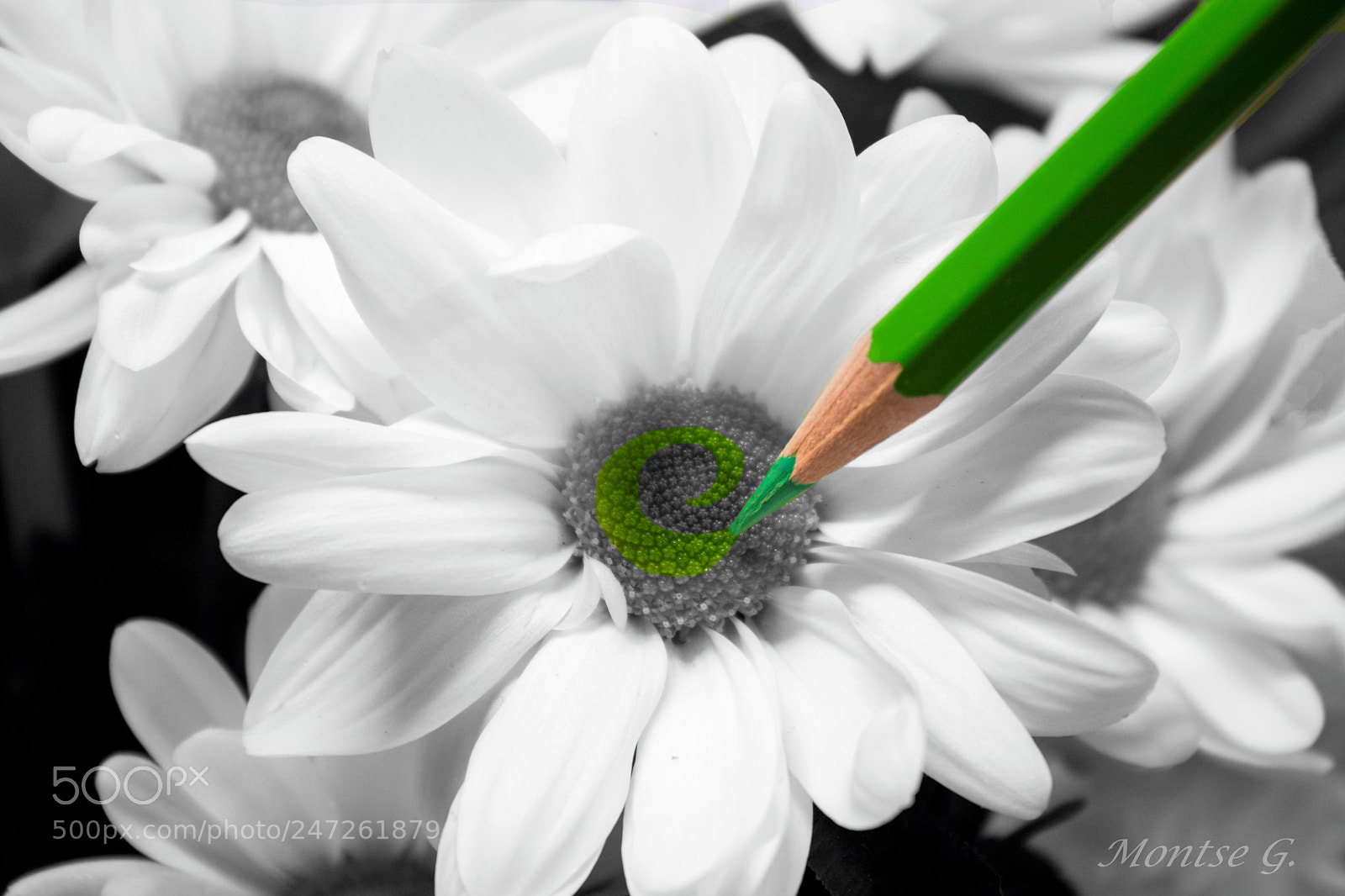 Canon EOS 77D (EOS 9000D / EOS 770D) sample photo. Daisy flower. photography