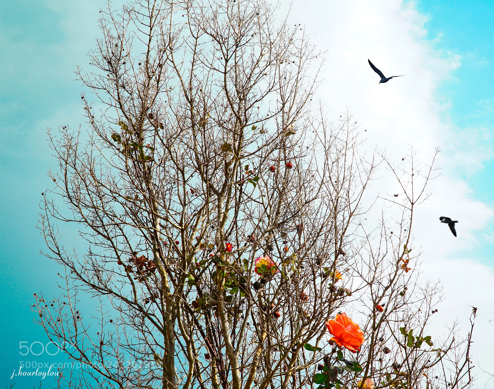 Sony a6500 sample photo. Art of nature photography