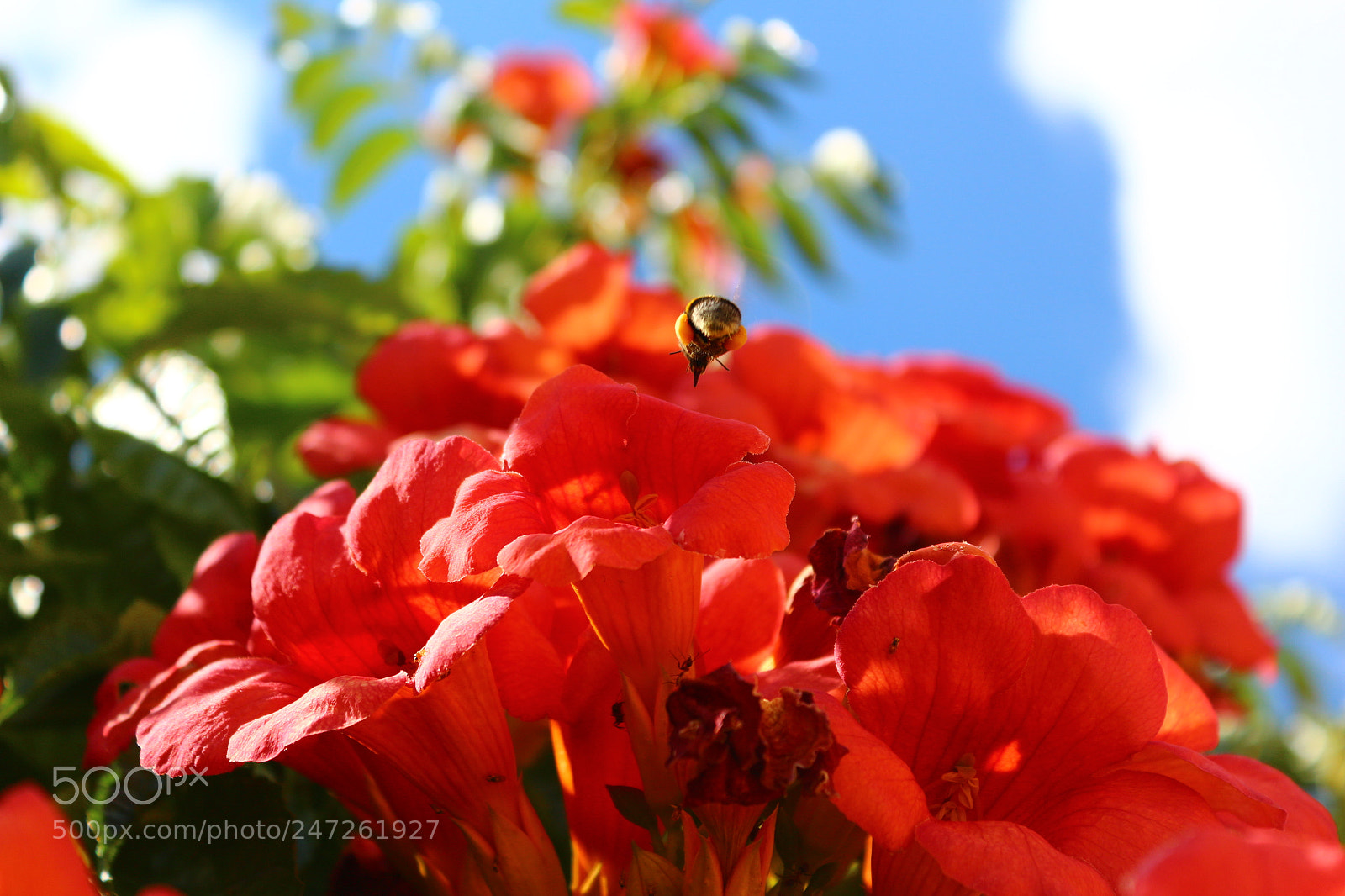 Canon EOS 650D (EOS Rebel T4i / EOS Kiss X6i) sample photo. Flores photography