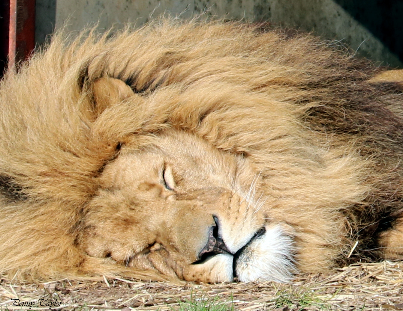 Canon EF 70-300 F4-5.6 IS II USM sample photo. The lion sleeps tonight ... photography