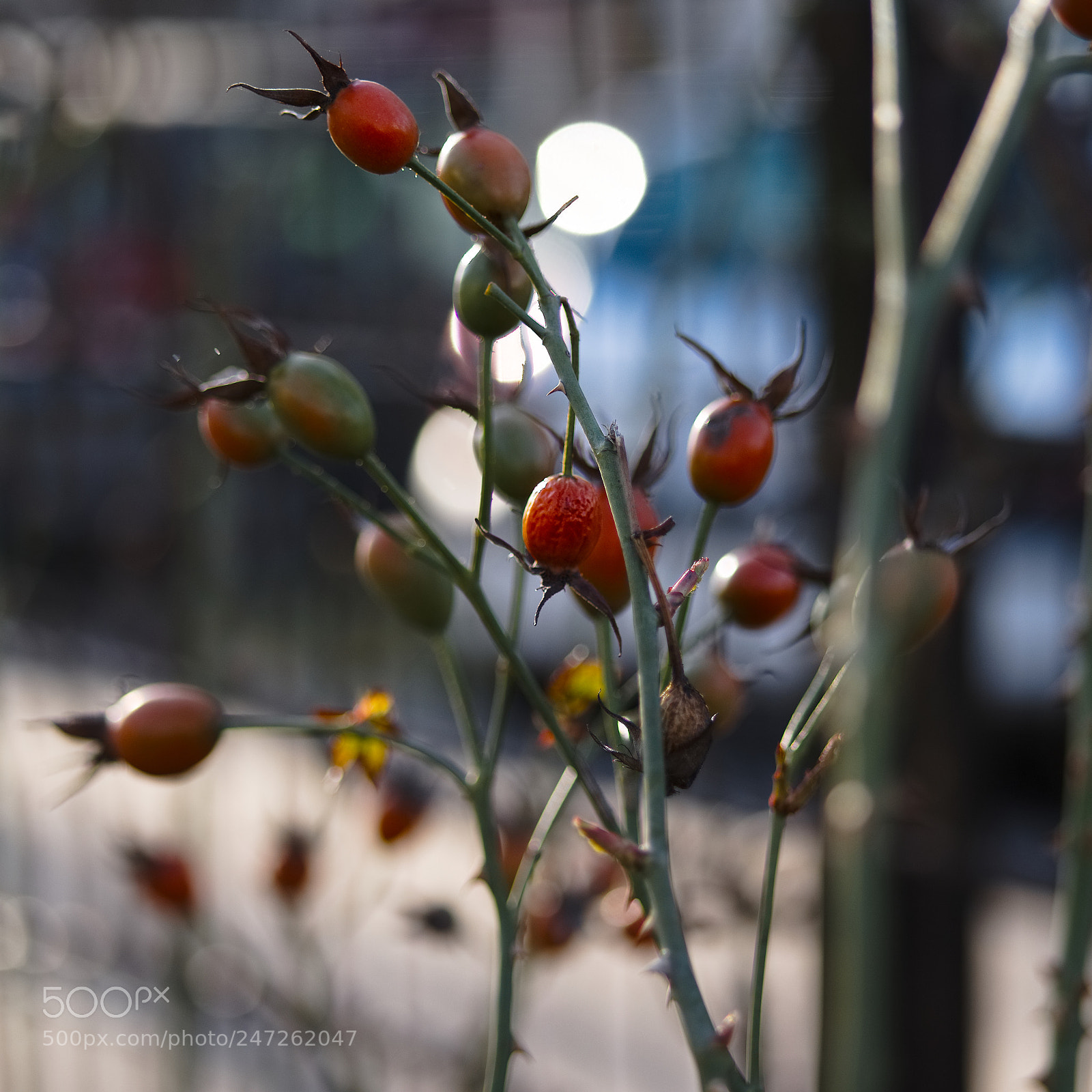 Panasonic Lumix DC-GH5 sample photo. *** photography
