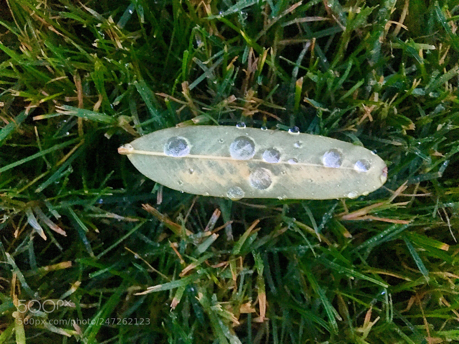 Apple iPhone 6s sample photo. Simple shot- dewy leaf photography