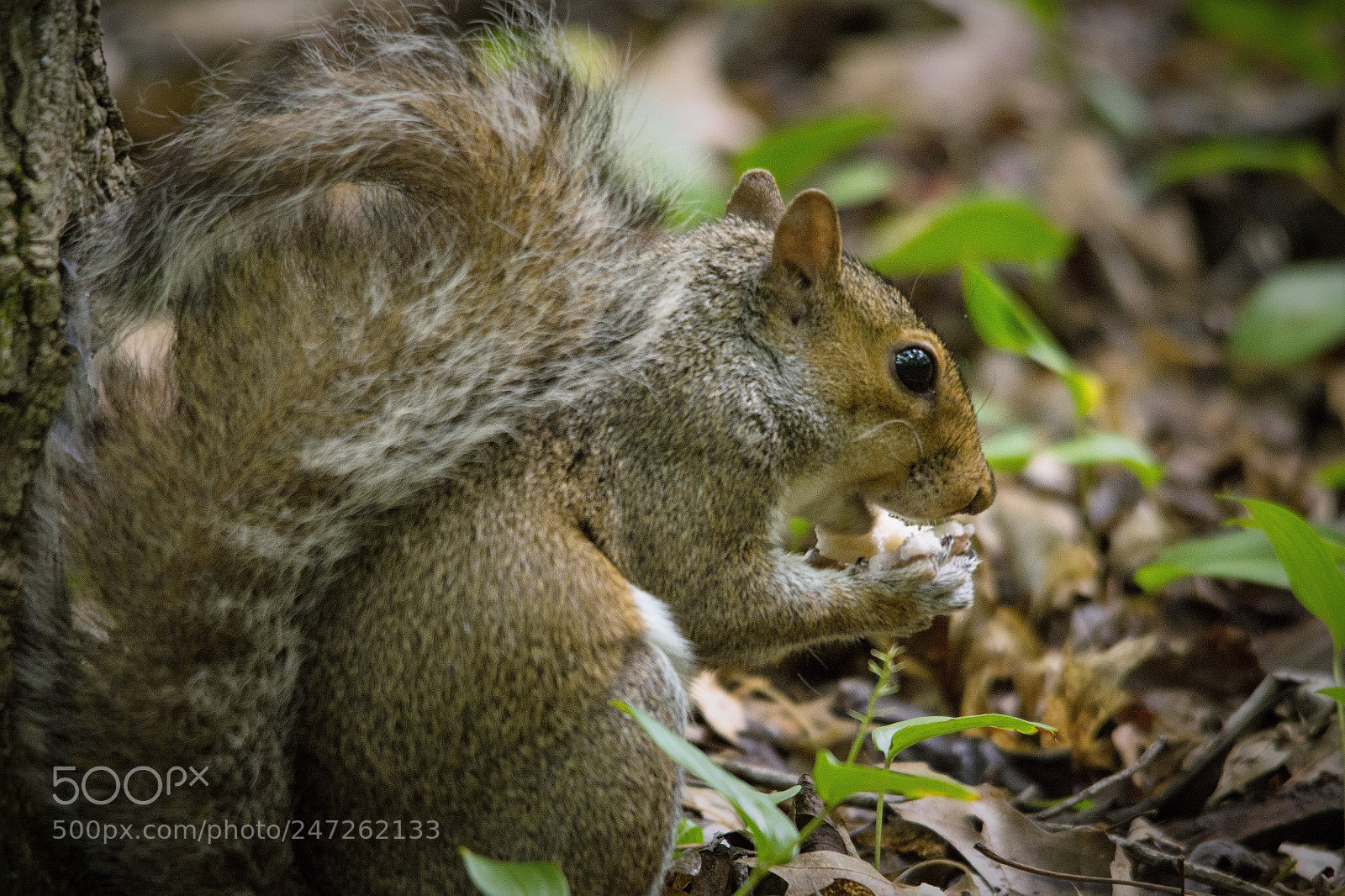 Nikon D7100 sample photo. Eating a mushroom photography