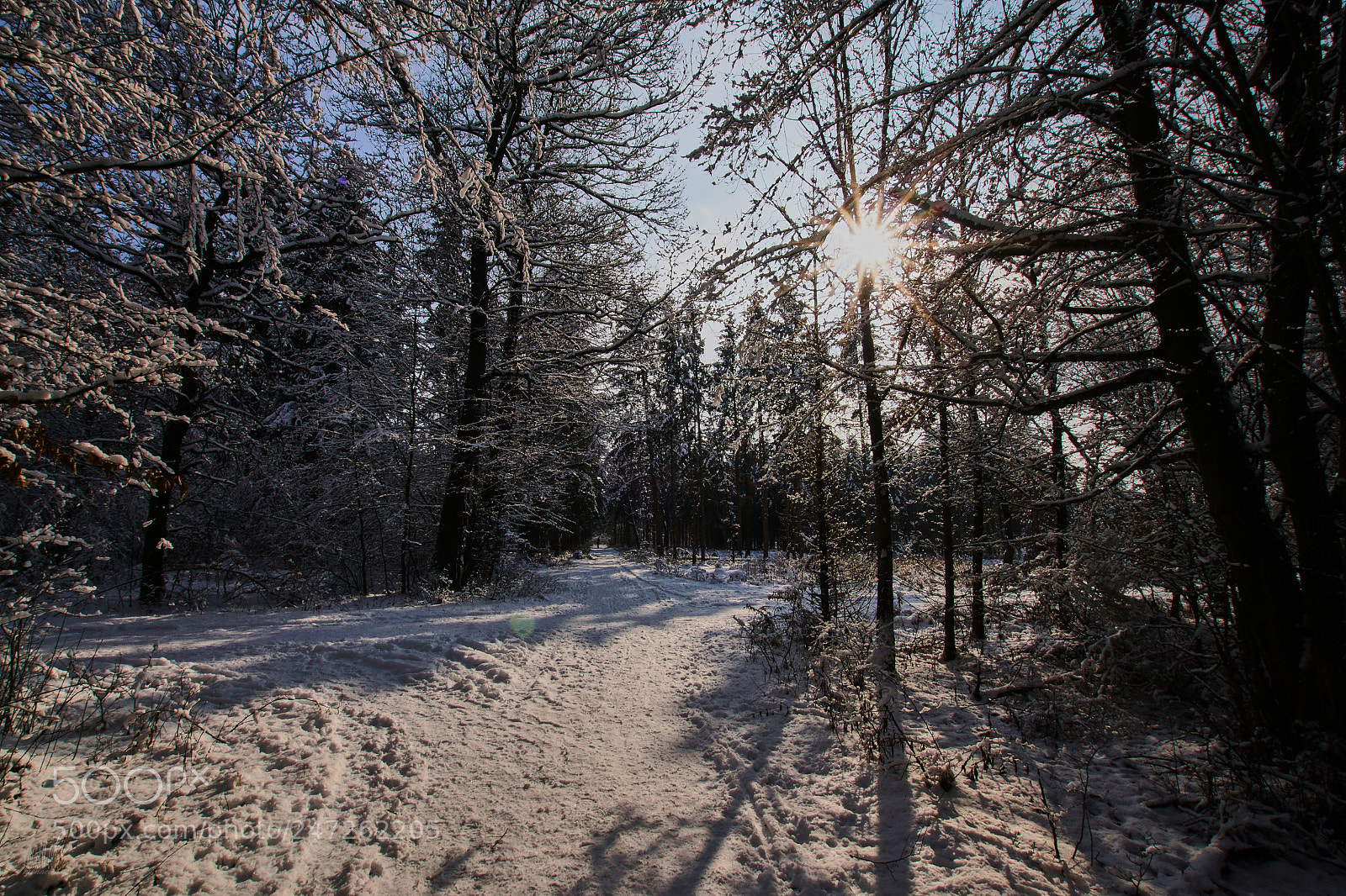 Sony ILCA-77M2 sample photo. Crossing photography