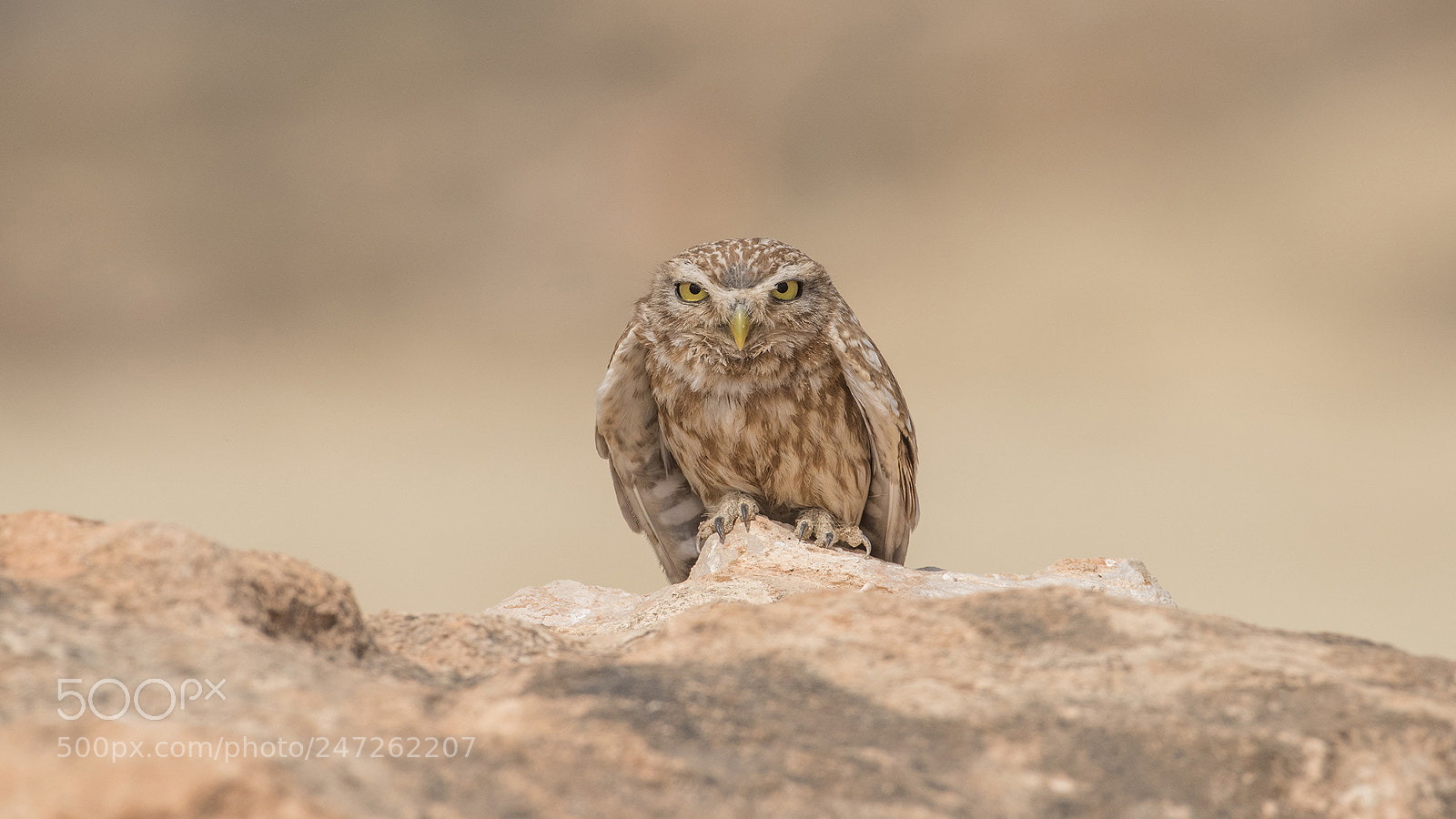 Nikon D810 sample photo. Little owl photography