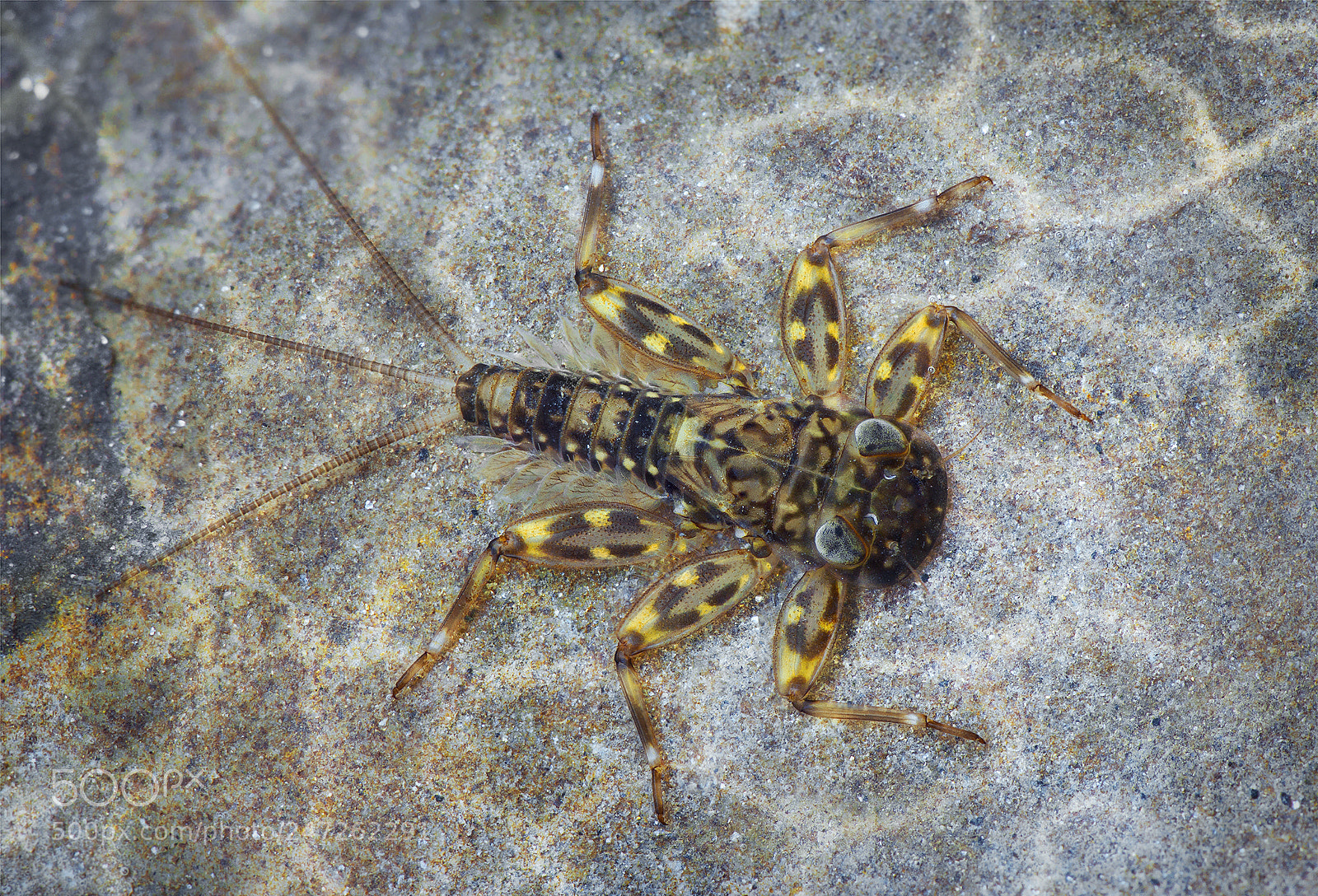 Canon EOS 550D (EOS Rebel T2i / EOS Kiss X4) sample photo. Heptagenia samochai (heptageniidae), nymph photography