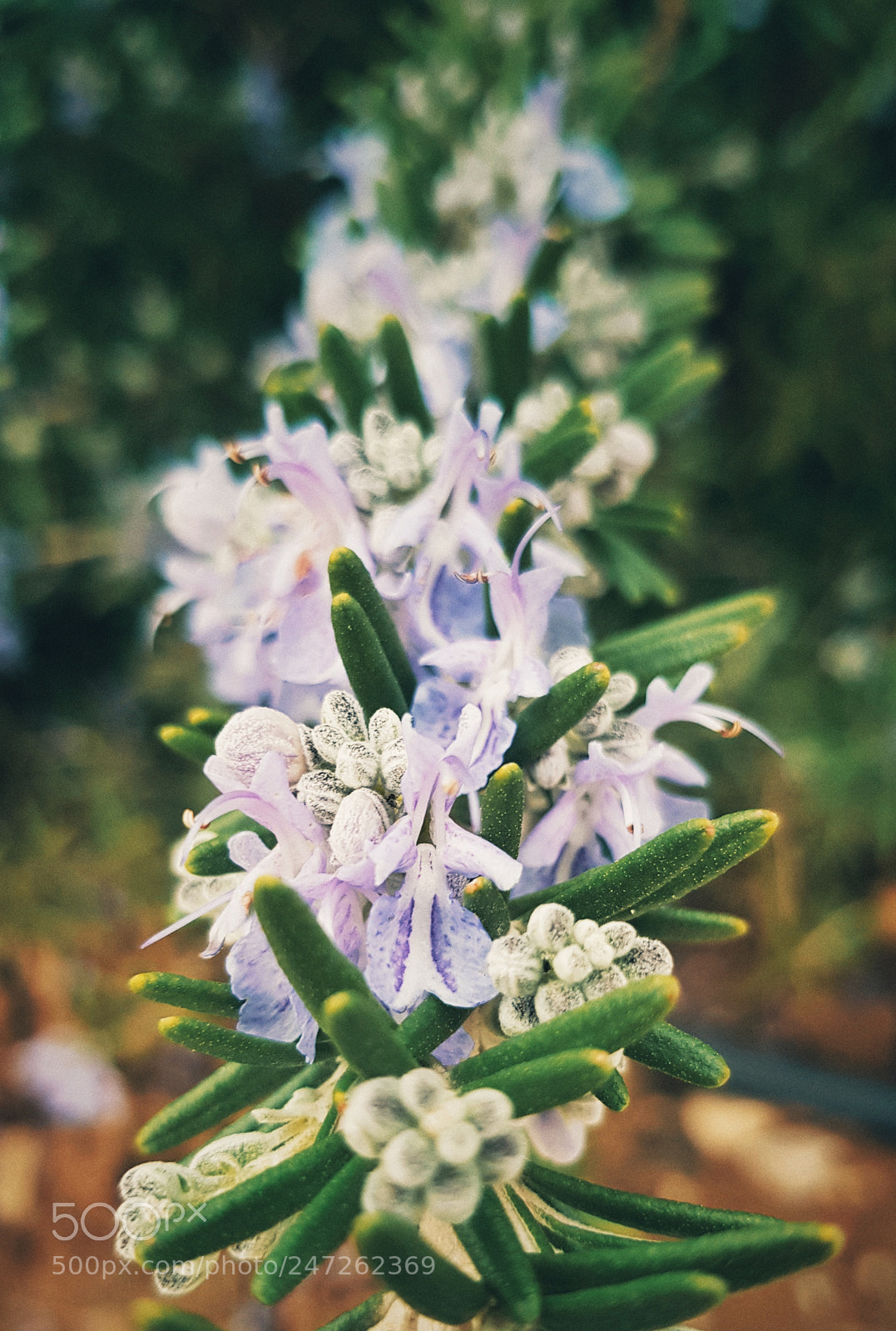 Samsung Galaxy S8 sample photo. Flowers photography