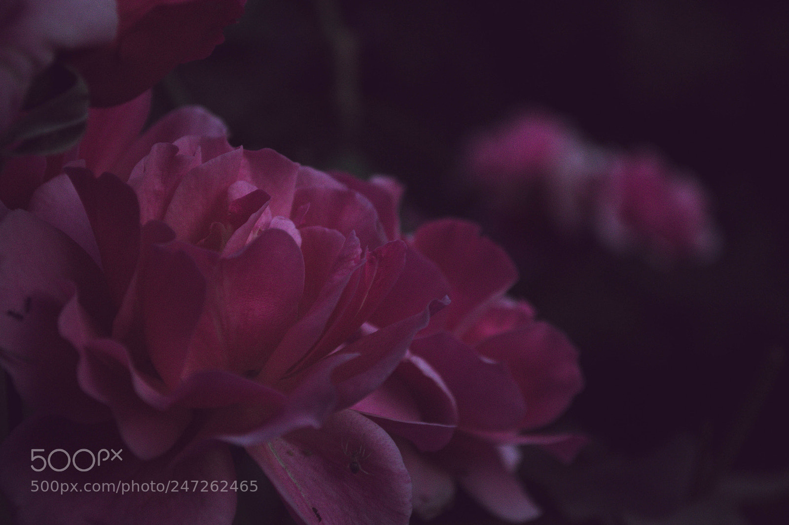 Nikon D3100 sample photo. Flor photography