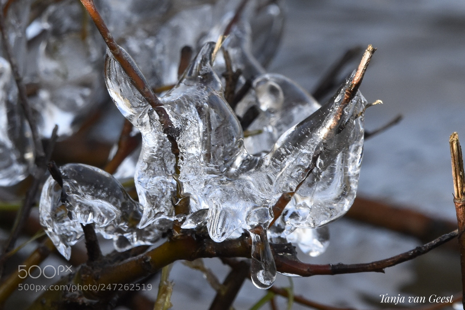 Nikon D5500 sample photo. Frozen photography