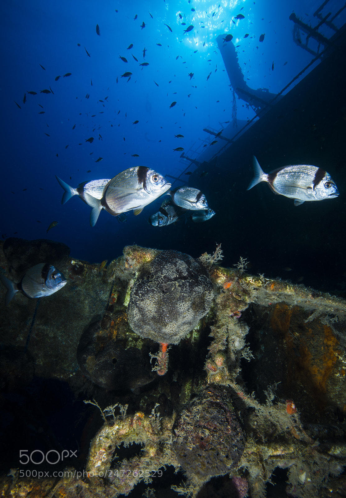 Nikon D800E sample photo. The underwater beaty photography