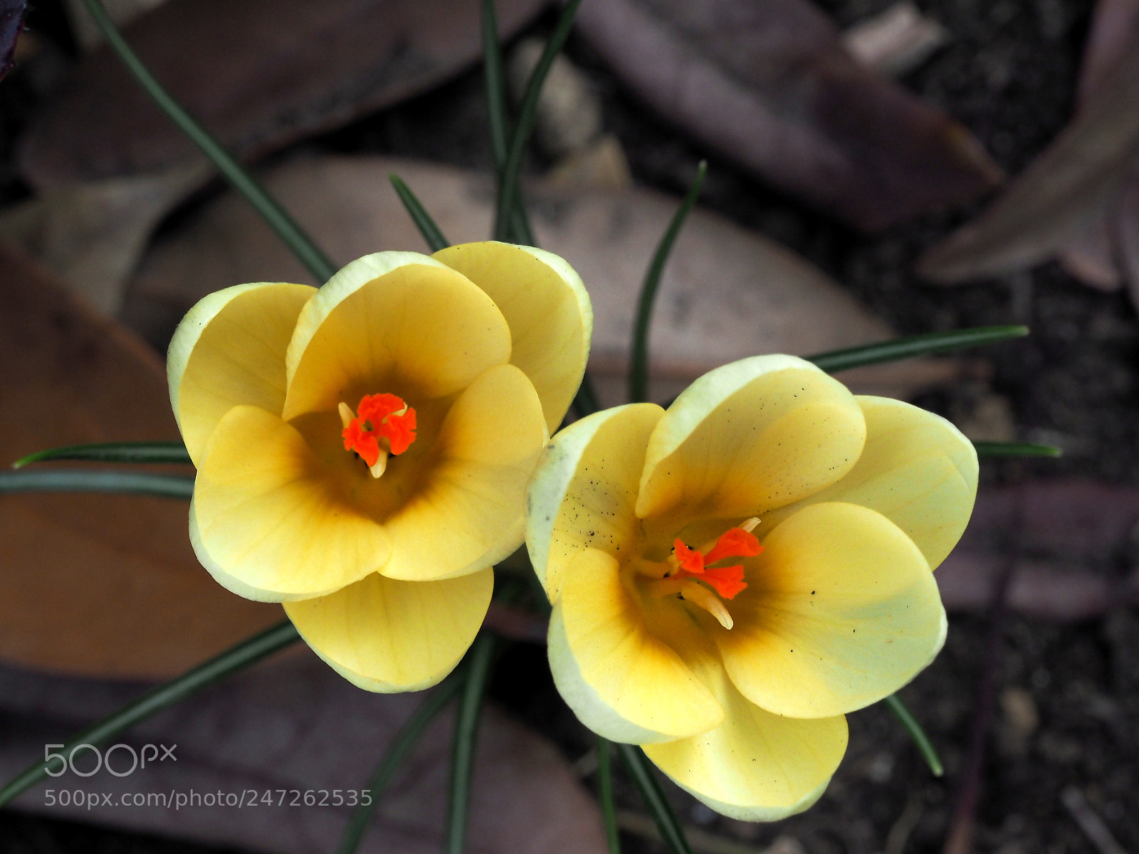 Olympus OM-D E-M1 sample photo. Crocus bloomed photography