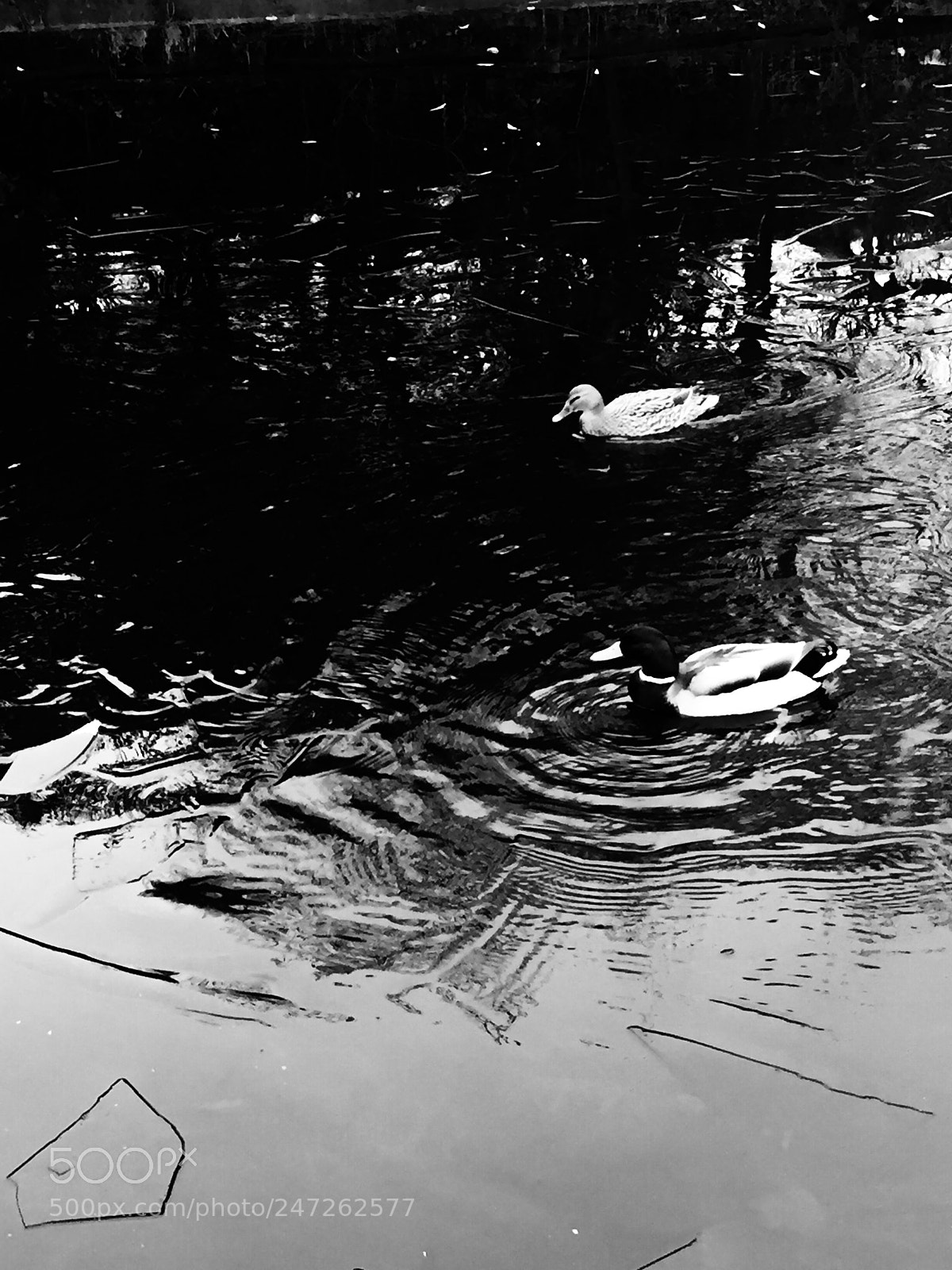 Apple iPhone 6 sample photo. Untitled photography
