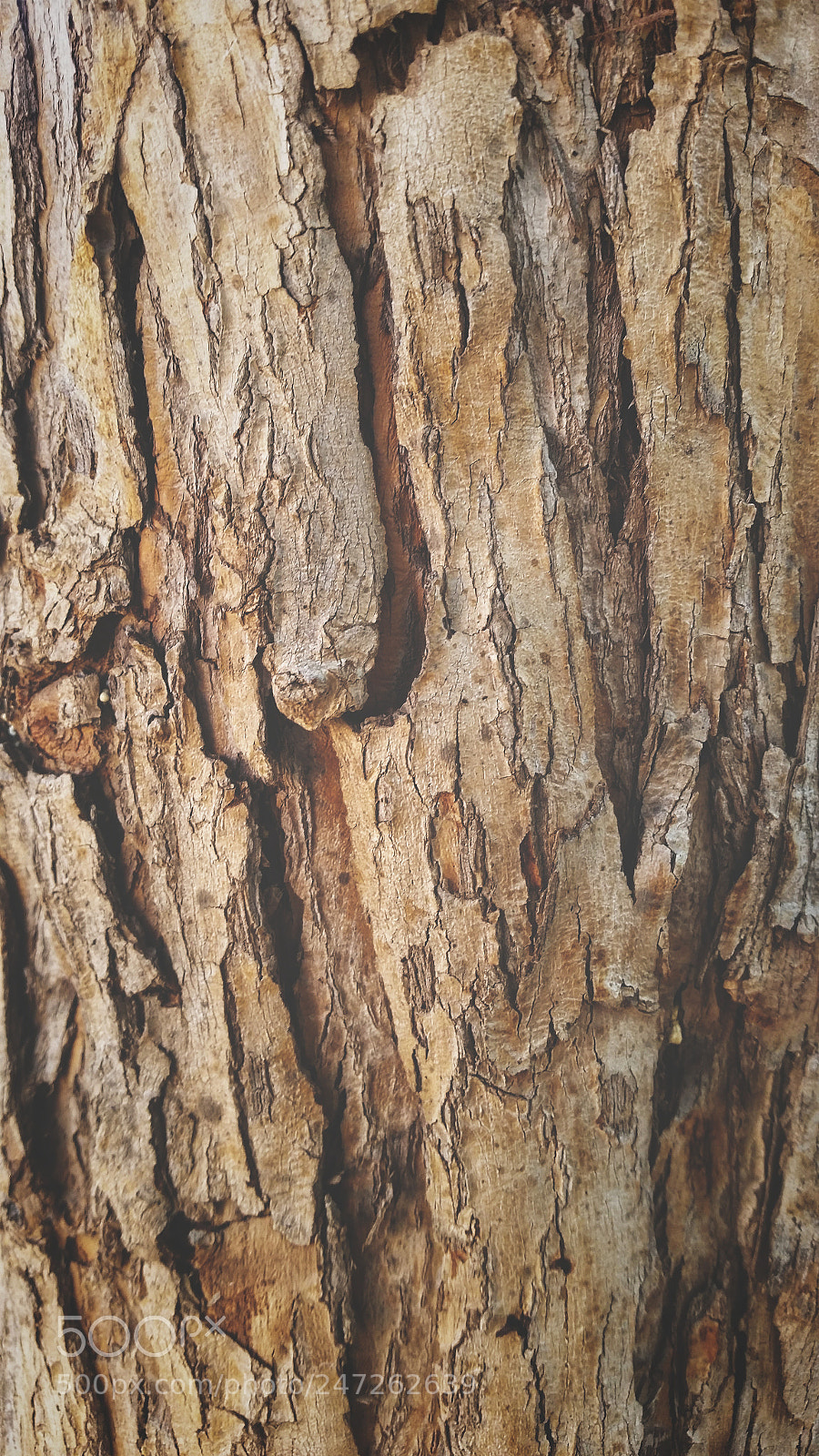 Samsung Galaxy S5 sample photo. Texture photography