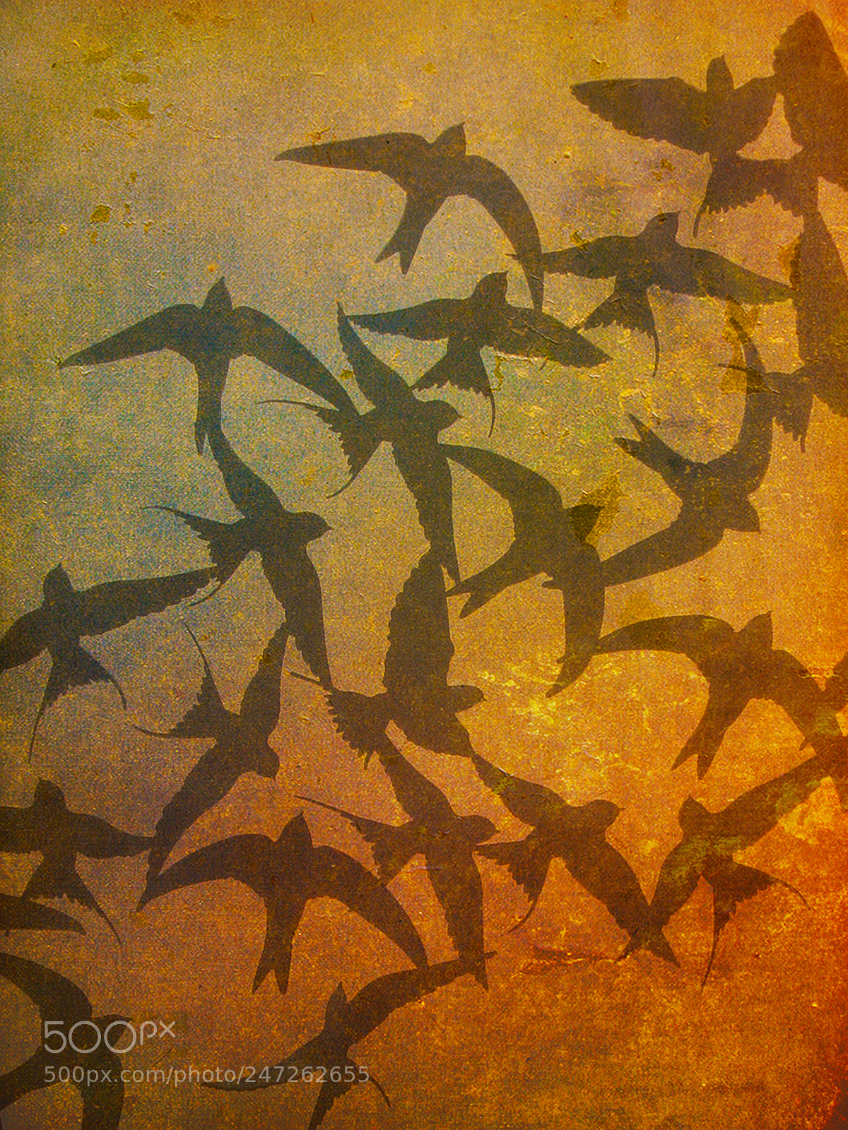 Canon PowerShot SX50 HS sample photo. Flying souls photography