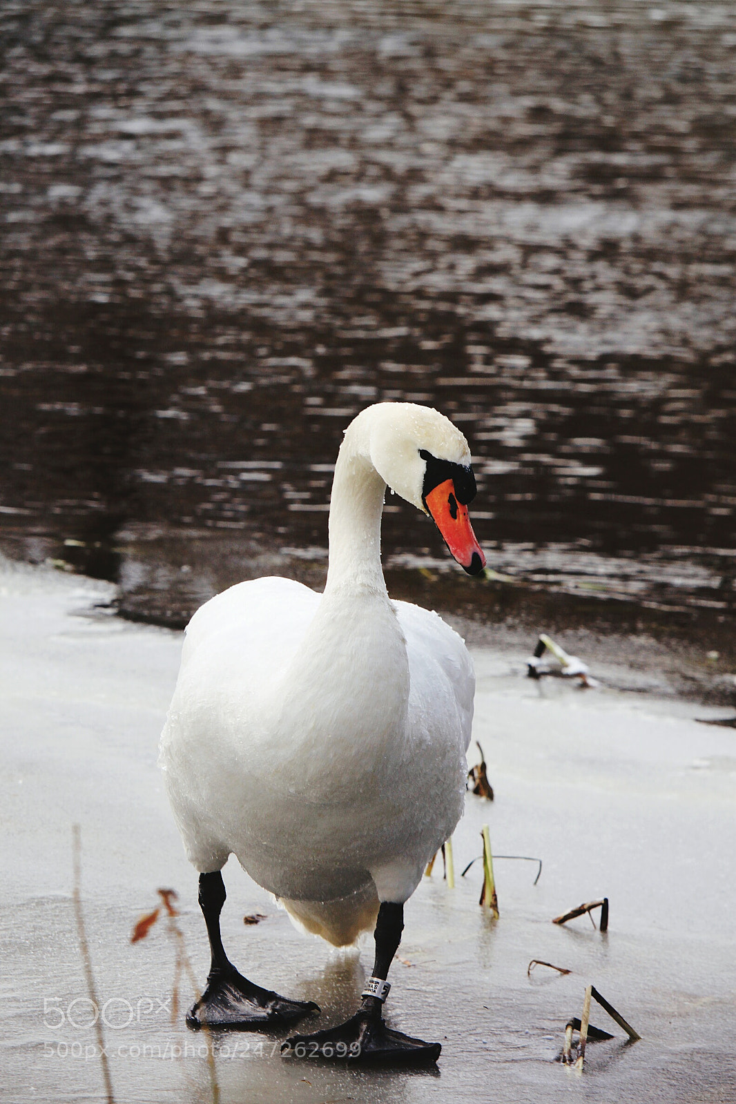 Canon EOS 500D (EOS Rebel T1i / EOS Kiss X3) sample photo. Swan photography