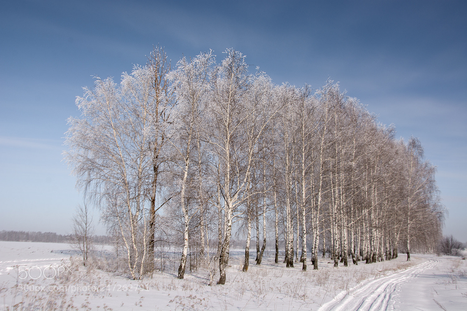 Nikon D7100 sample photo. Берёзы в инее стоят... photography