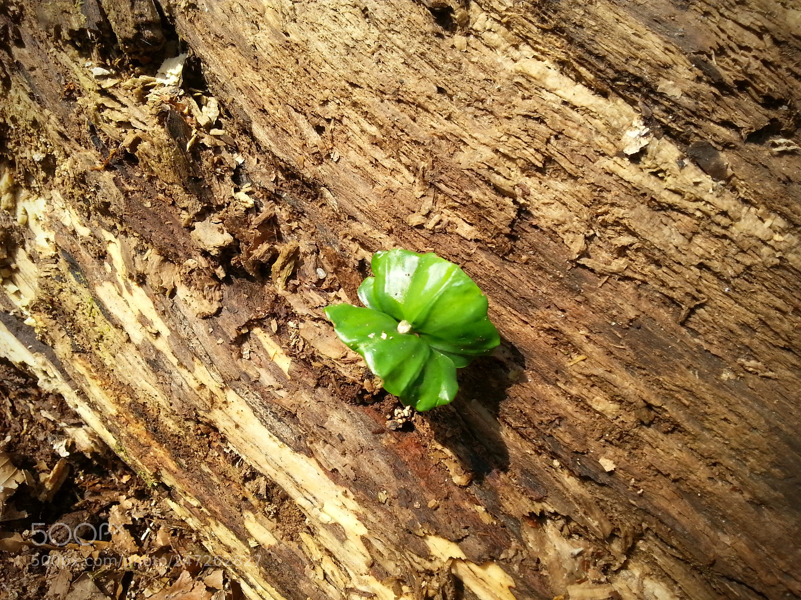 Samsung Galaxy S3 sample photo. Green spark photography