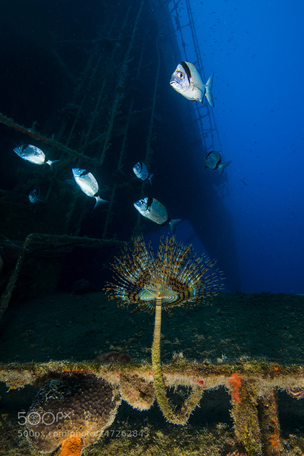 Nikon D800E sample photo. The wreck of paradise photography