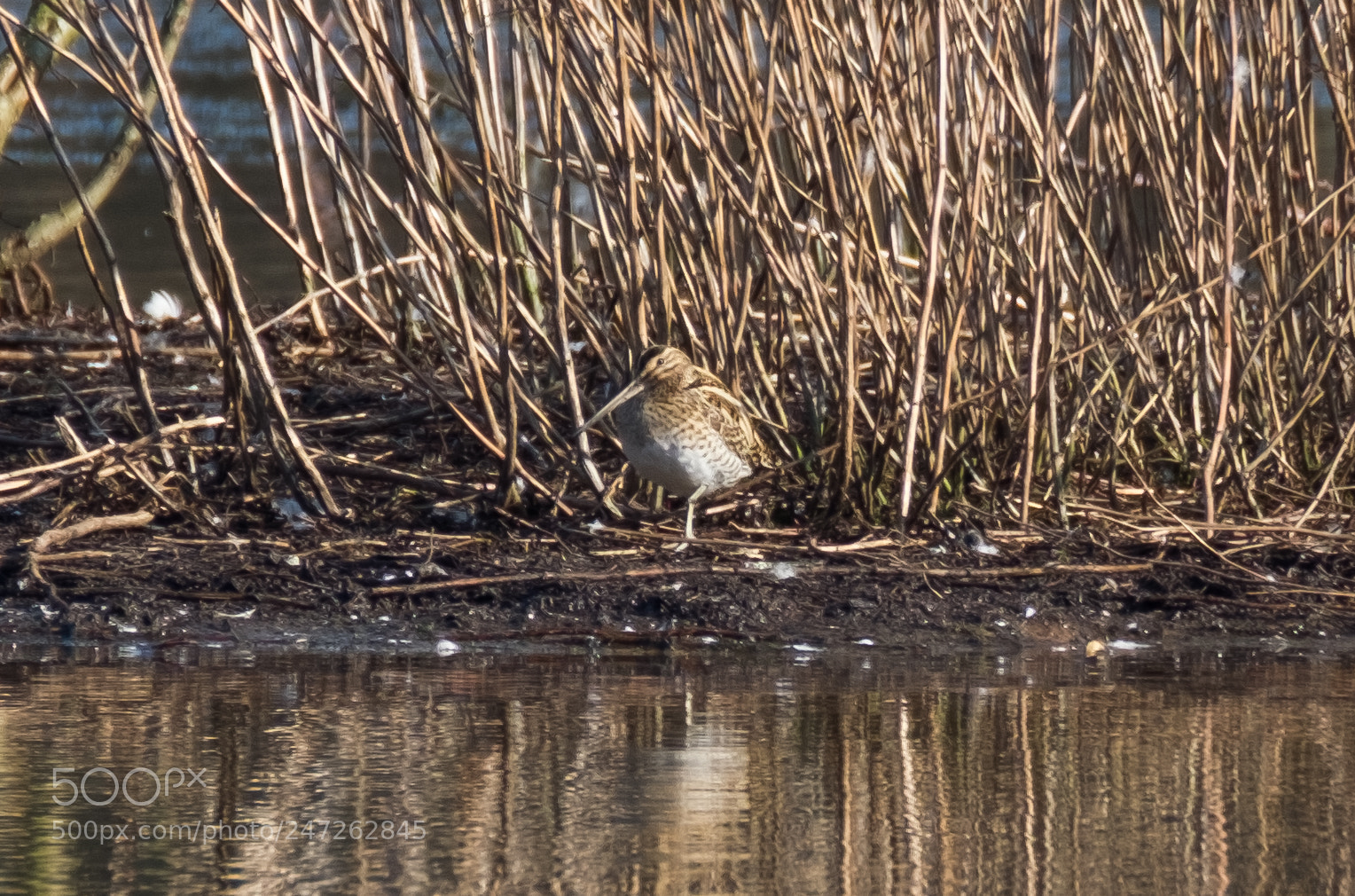 Fujifilm X-T2 sample photo. Sandpiper photography