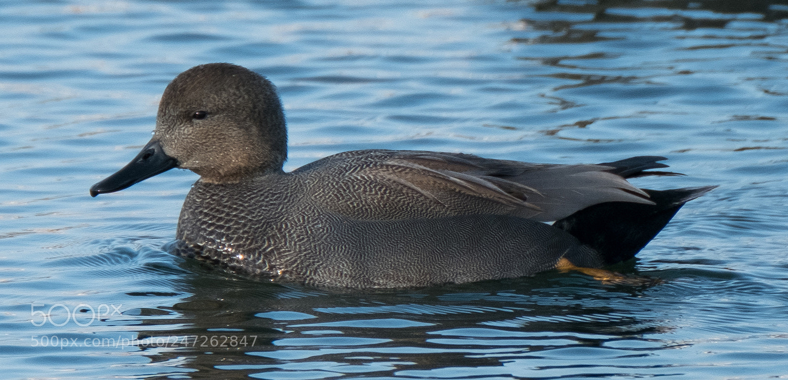 Fujifilm X-T2 sample photo. Gadwall photography