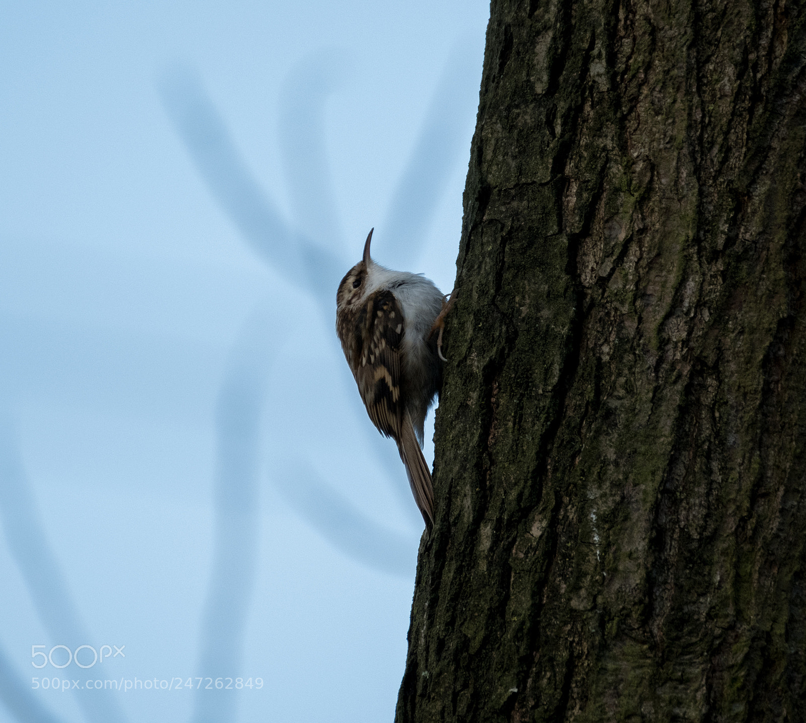 Fujifilm X-T2 sample photo. Treecreeper againnnn photography