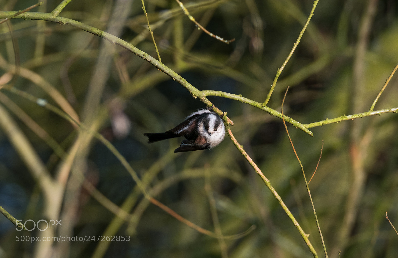 Fujifilm X-T2 sample photo. Long tailed tit photography