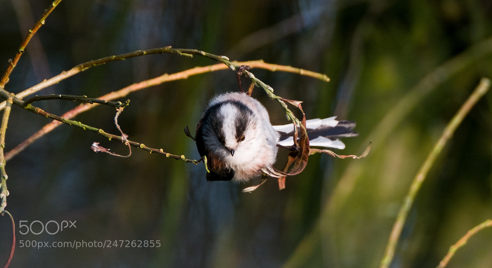 Fujifilm X-T2 sample photo. Long tailed tit photography