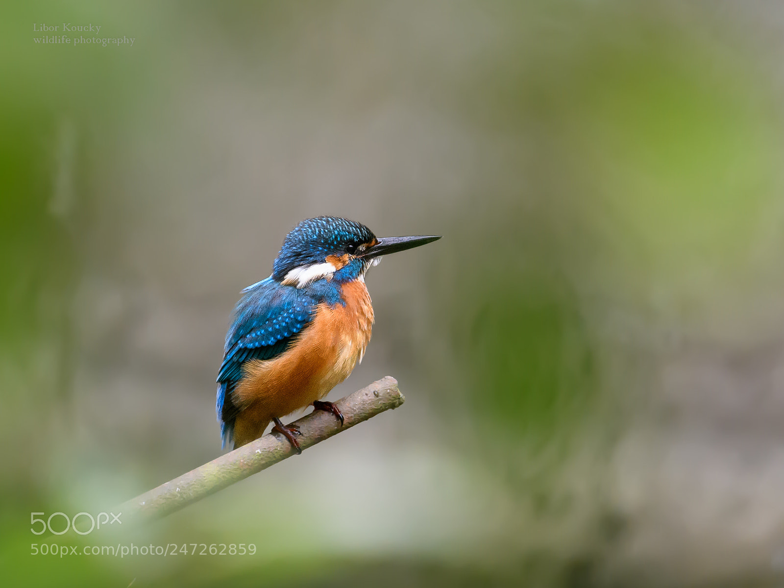 Nikon D500 sample photo. Kingfisher (alcedo atthis) photography