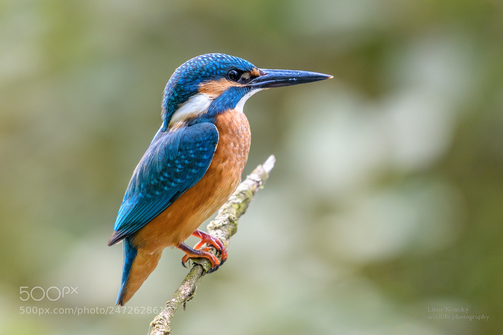Nikon D500 sample photo. Kingfisher (alcedo atthis) photography
