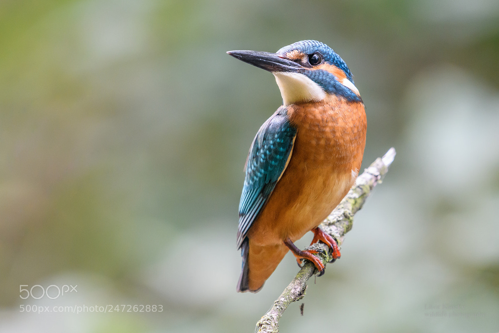 Nikon D500 sample photo. Kingfisher (alcedo atthis) photography