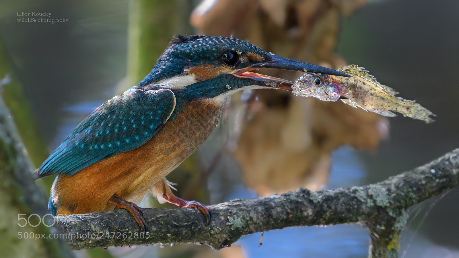 Nikon D500 sample photo. Kingfisher (alcedo atthis) photography